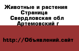  Животные и растения - Страница 6 . Свердловская обл.,Артемовский г.